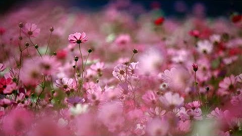 Tân Cổ Xưa | Tình Bơ Vơ (Cổ Nhạc) - NSƯT Minh Vương, NSƯT Mỹ Châu ( KARAOKE CÓ CHỮ )