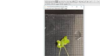 How to use ImageJ (free) to measure length and area
