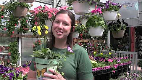 Kate Learns How To Pot a Plant at Bronkberry Farms