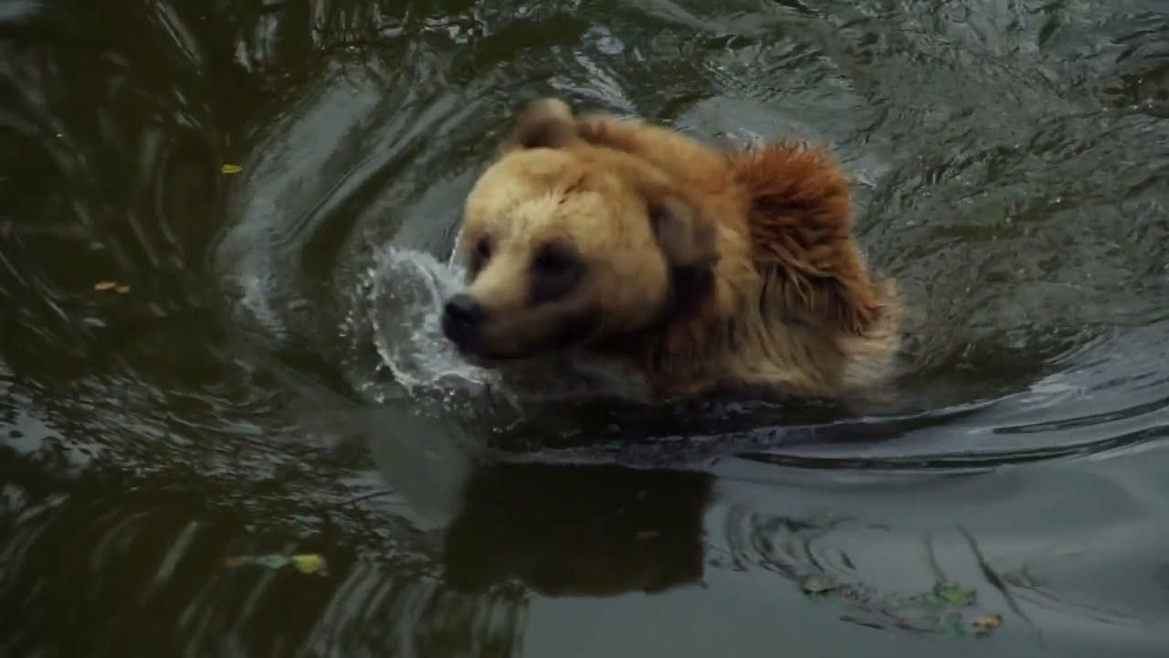 Amazing Cute Bear Swimming In River|Cute Bear|Next To Nature