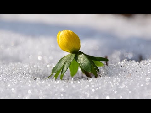 Video: Ochrana Rostlin Před Jarními Mrazíky