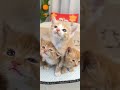 #cat #kitten #cute #funny