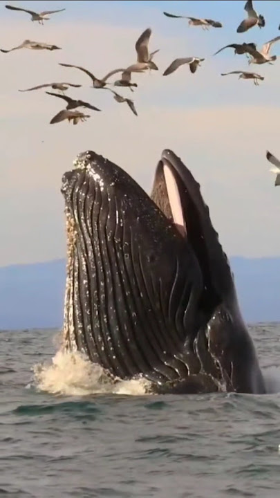 මේ මොකෙක්ද මේ😮🐋 #shark #shortvideos #viralvideo #amazing #fishvideo #trending #fyp #yt_shorts #yt