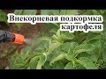 Внекорневая подкормка картофеля