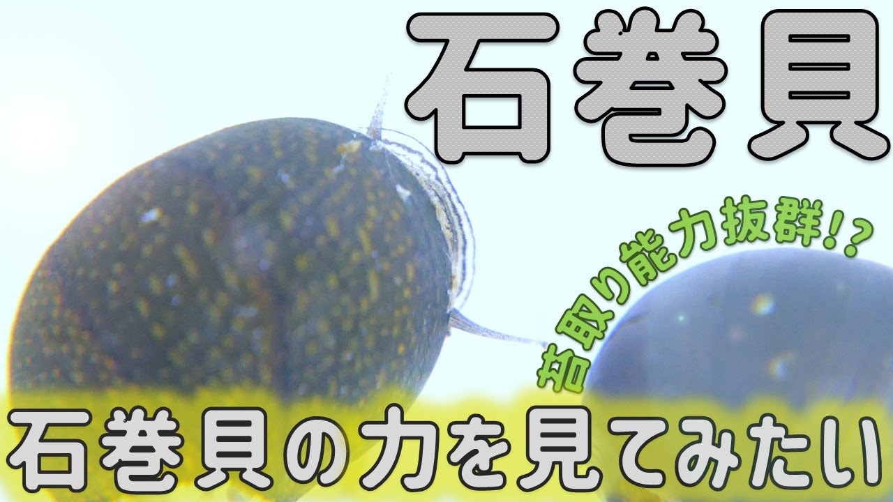 導入 輝け 石巻貝 苔取り能力を見てみたい ふぶきテトラ Youtube