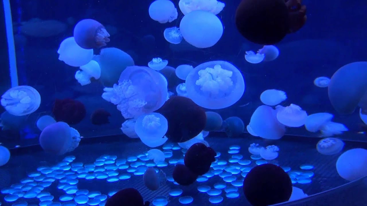 海の生き物 カラージェリーフィッシュ Color Jellyfish Youtube