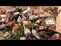 TEM PINTINHO QUE VAI DA BOM PARA GALO AQUI NA CRIAÇÃO DE GALINHAS CAIPIRAS✅