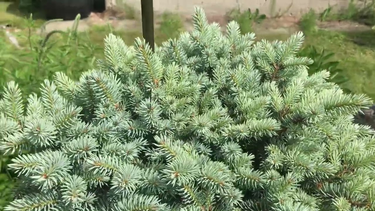 Хвойный Сад Надежды Ч2 28 июня 2025г