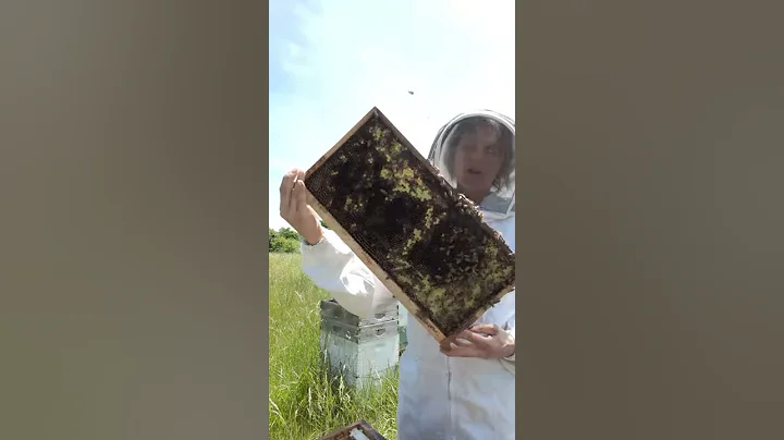 Bees will clean up frames