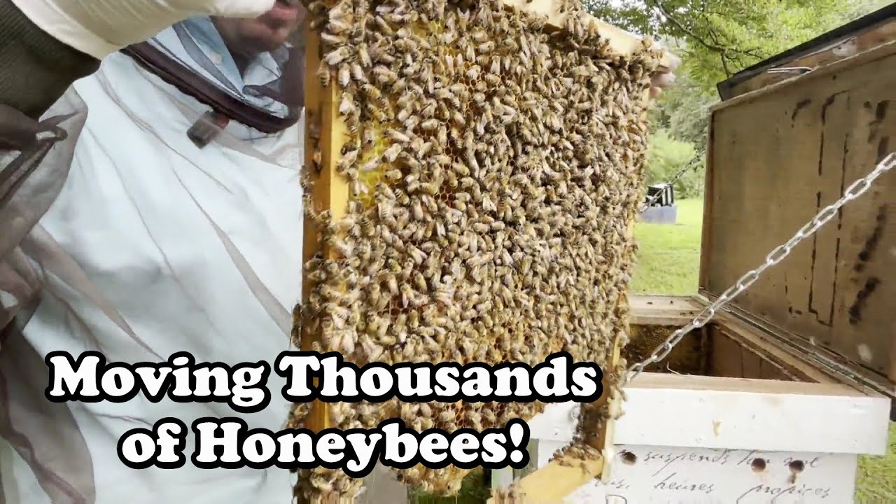 Summertime Swarm Transfer