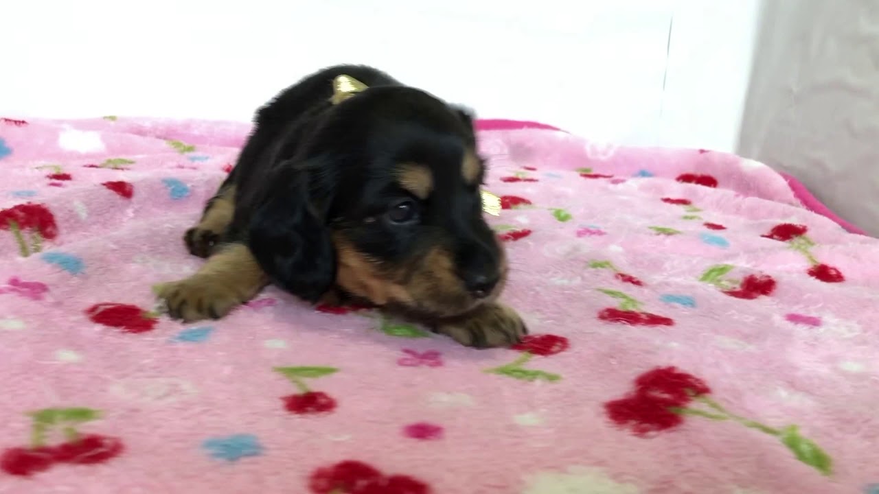 ミニチュアダックス ロング 神奈川県 女の子 高井明美ミニチュアダックス ロング ブリーダーの子犬詳細 ブリーダーワン ミニチュアダックス ロング 神奈川県 女の子 高井明美ミニチュアダックス ロング ブリーダーの子犬詳細 ブリーダーワン