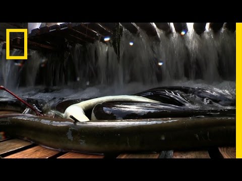 Video: A Mutant Eel Was Caught In An Argentine Lake - Alternative View