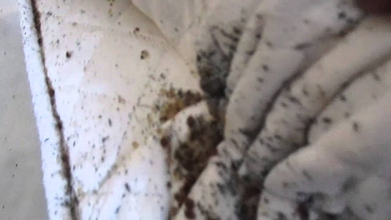 This Home Is Infested With Thousands Of Bed Bugs Youtube