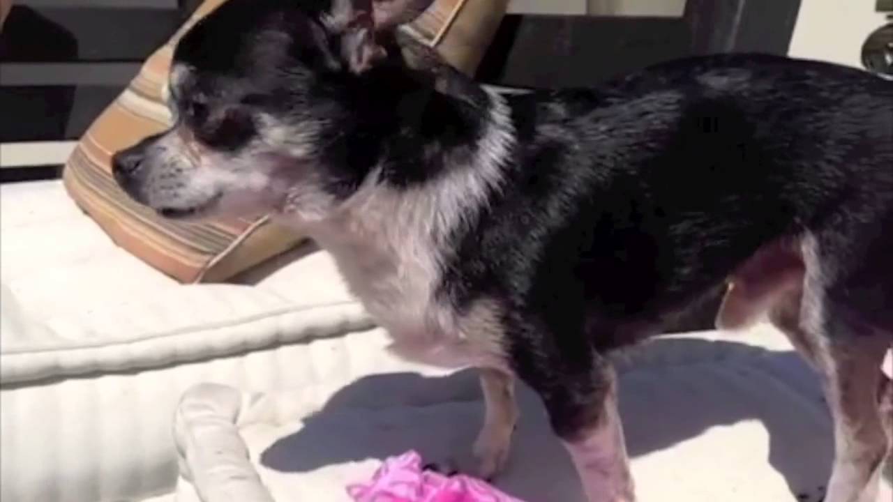 Best Dog Vine Compilation from October 2013 YouTube