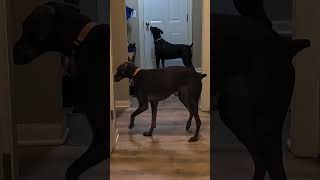 A wiggly butt welcome home #doberman #shenanigans