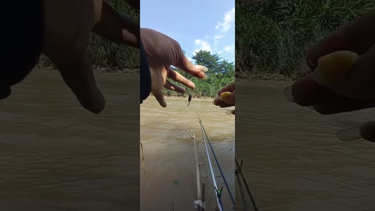 GILAA ‼️HABIS HUJAN IKAN PADA NGUMPULL ‼️⁉️🎣🎣 #mancing #mancingnilembabon 