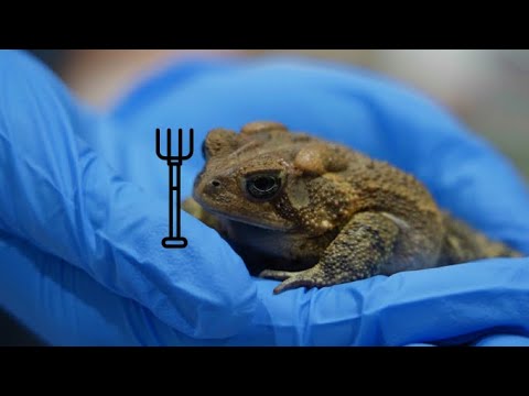Video: Pet Scoop: Aquariums lijden ernstige schade Van Sandy, Extinct Toad maakt een comeback