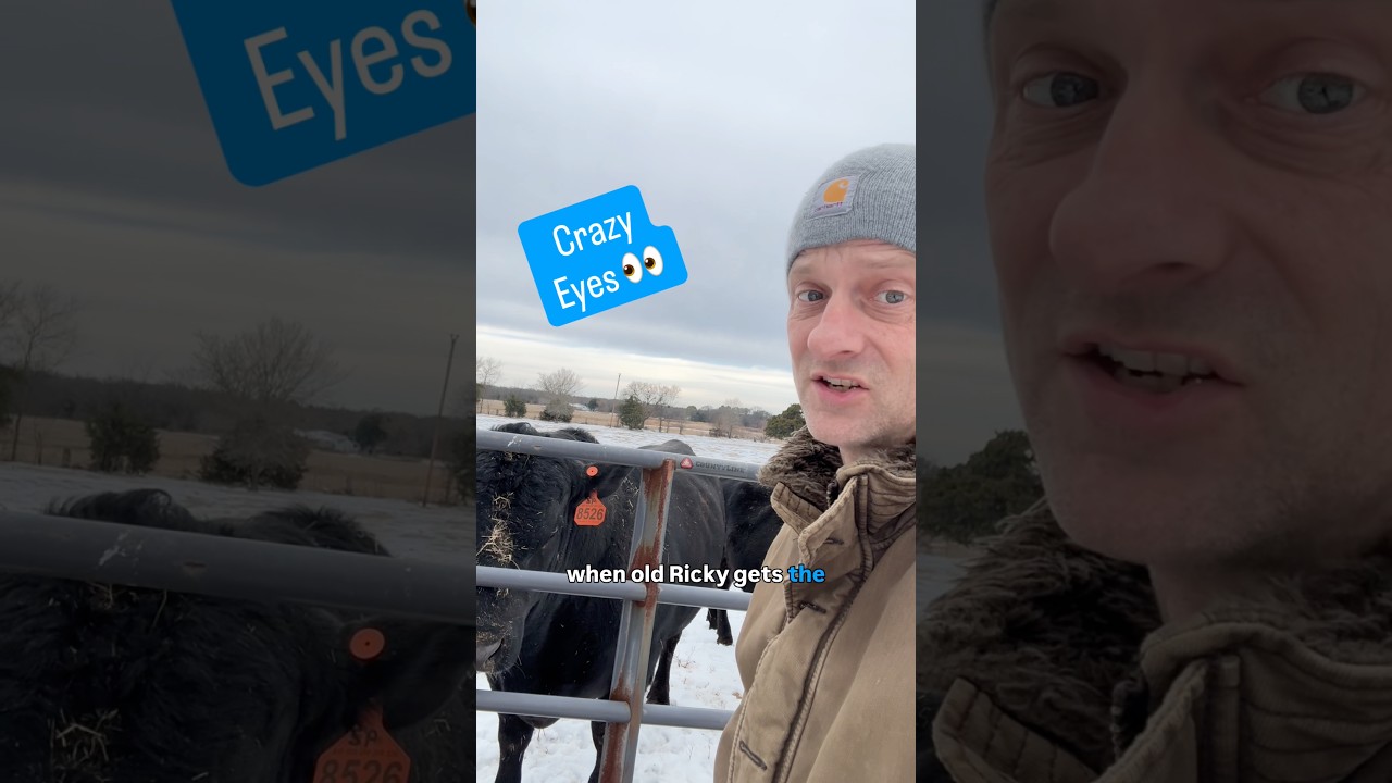 Бычий безумный глаз