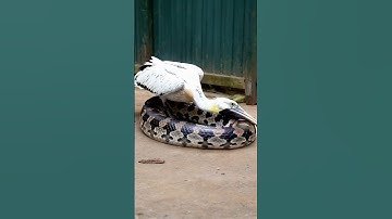 Pelicans vs Python#ai#GPT#sora#openai#story#animal