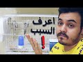 لماذا الببغاوات او الطيور لا تنتج عندي 