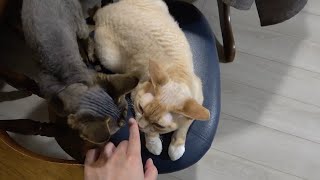 デボンレックス猫兄弟の夜の一コマです(Daily life of Devon Rex brothers at night)