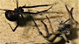 Black Widow Captures Wolf Spider