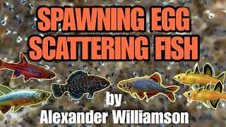 How to Spawn Almost Any Fish! Egg Scatterers & Mop Spawning  |The New Hampshire Aquarium Club Talk