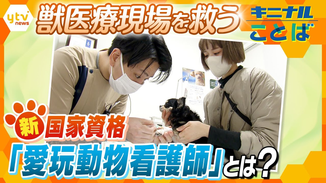 ペット看護士。 多忙なペット医療現場を救う！新たな国家資格「愛玩動物看護士」では
