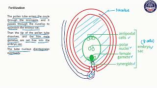 Grade 10 Biology, Chapter 5, Part4