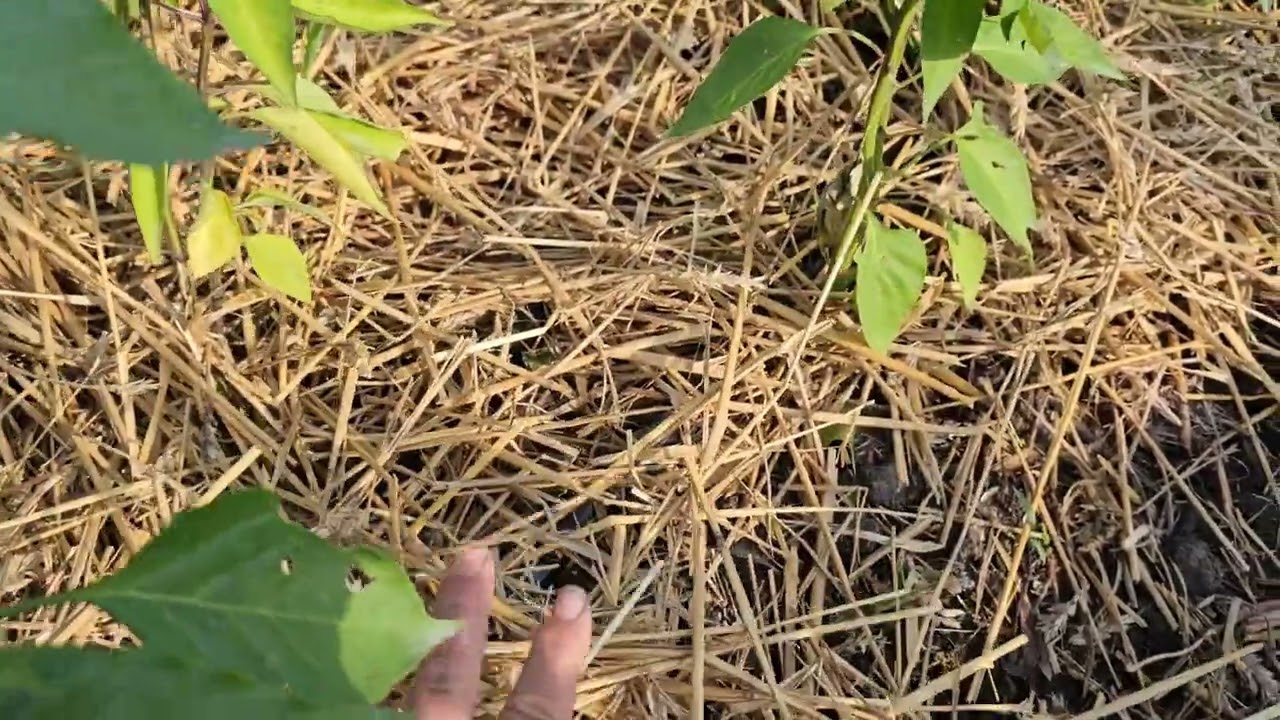 Зеле, чушки и патладжани  - Деси Владовска