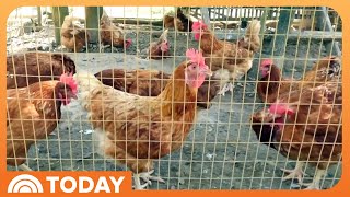 USDA reveals plan to fight bird flu epidemic and lower egg prices