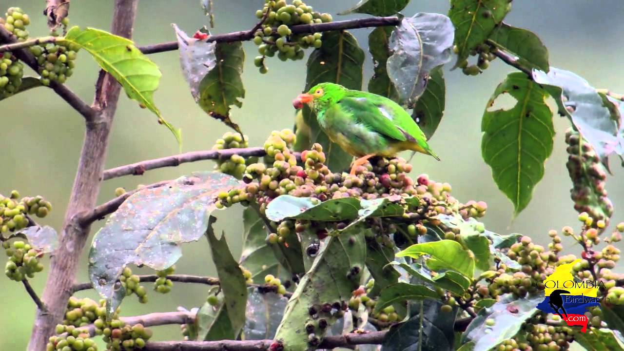 BIRDING IN SUTU WATERSHED - MISTRATO, CHOCO BIOREGION - COLOMBIA