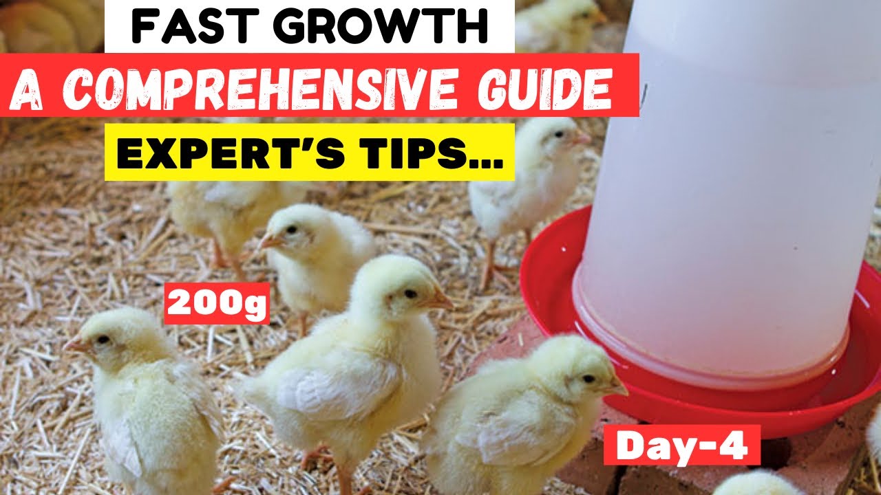 План выращивания бройлеров для новичков с первого дня!