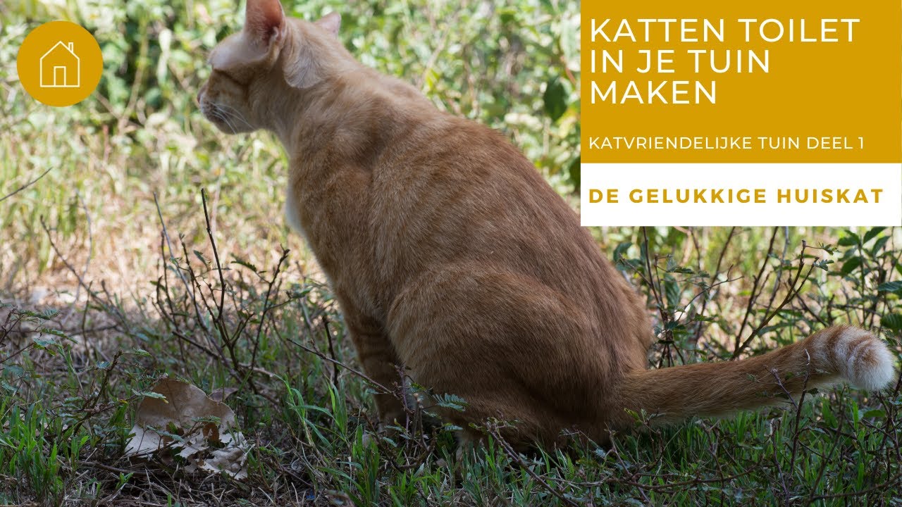 vertaler Intens globaal KATVRIENDELIJKE TUIN, DEEL 1: KATTEN TOILET IN TUIN MAKEN - YouTube