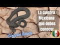 La CULEBRA MEXICANA QUE TIENES QUE CONOCER 💚 (Conopsis lineata)