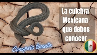 La CULEBRA MEXICANA QUE TIENES QUE CONOCER 💚 (Conopsis lineata)