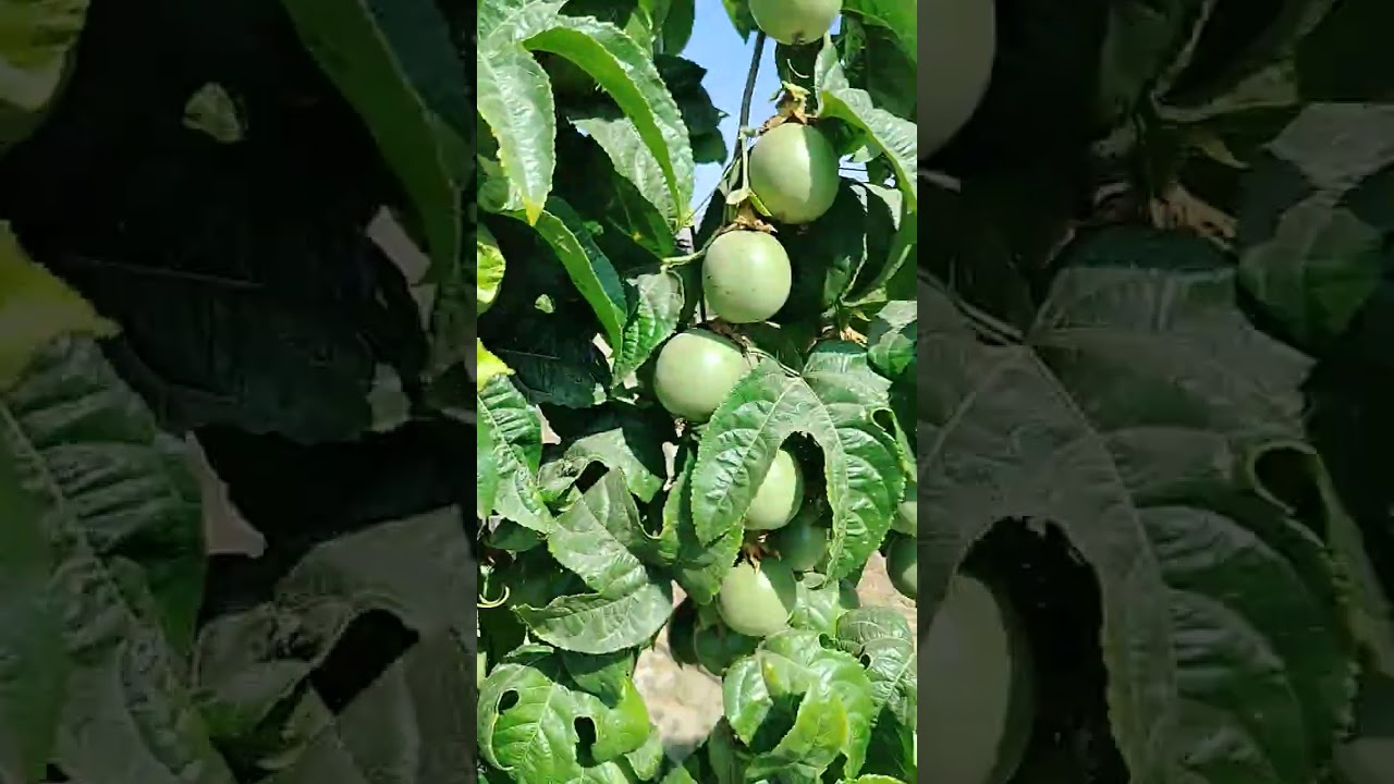 TECHNO CONSULT SRL :BIORRESTAURACION Y BIORREMEDIACION EN GULUPA EN CHAO PERÚ ( II ) 