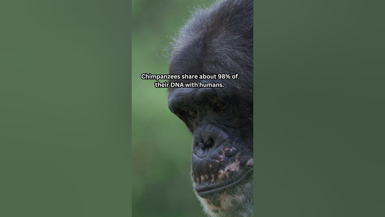 Chimpanzee Chimpanzees share about 98% of their DNA with humans #