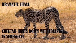 DRAMATIC CHASE: CHEETAH HUNTS DOWN WILDEBEEST IN SERENGETI screenshot 3