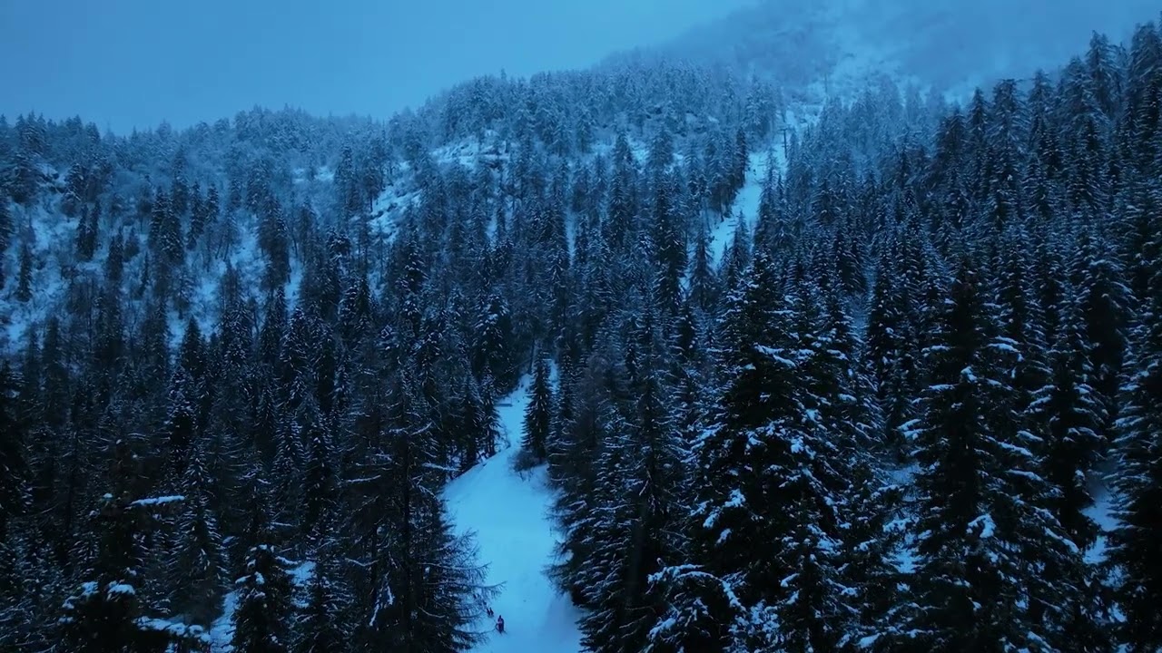 Dans les sapins enneigés au crépuscule - Course de chiens de traineaux, La Grande Odyssée VVF 2024