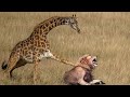 Mother Giraffe kicks Lion head and kills it to save her baby, harsh life of Wild Animals