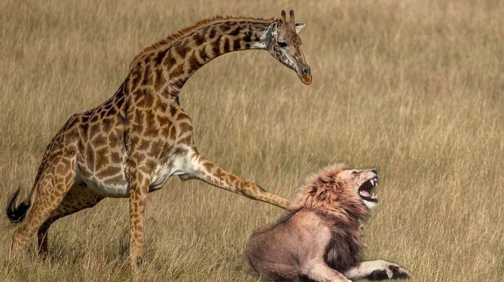 Mother Giraffe kicks Lion head very hard to save h...