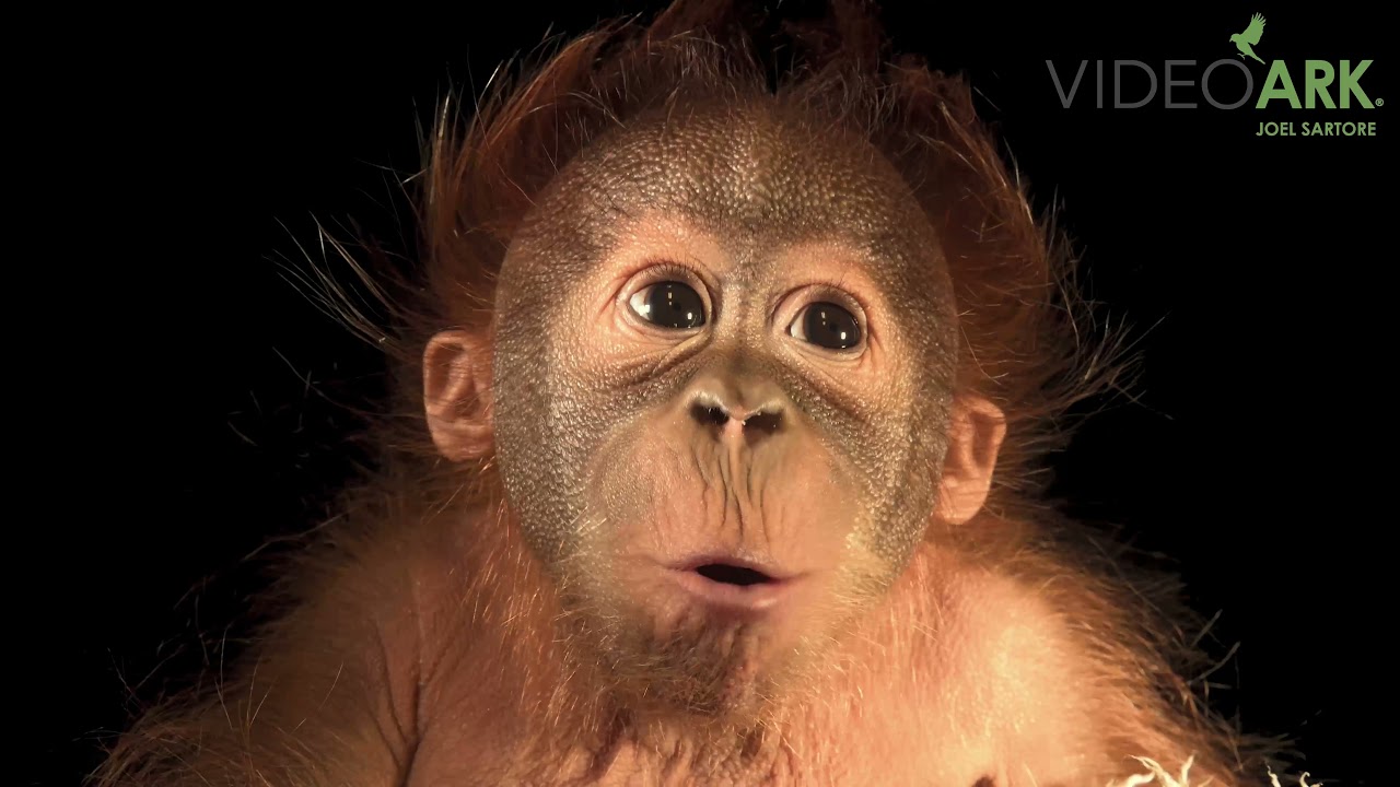 A juvenile orangutan, Bornean/Sumatran cross (Pongo pygmaeus x abelii) at the Metro Richmond Zoo.