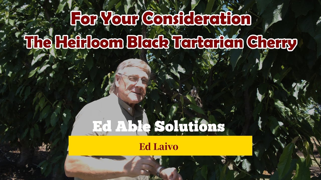 Black Tartarian Cherry,  A Pioneer In The History Of The Cherry.  For Your Consideration