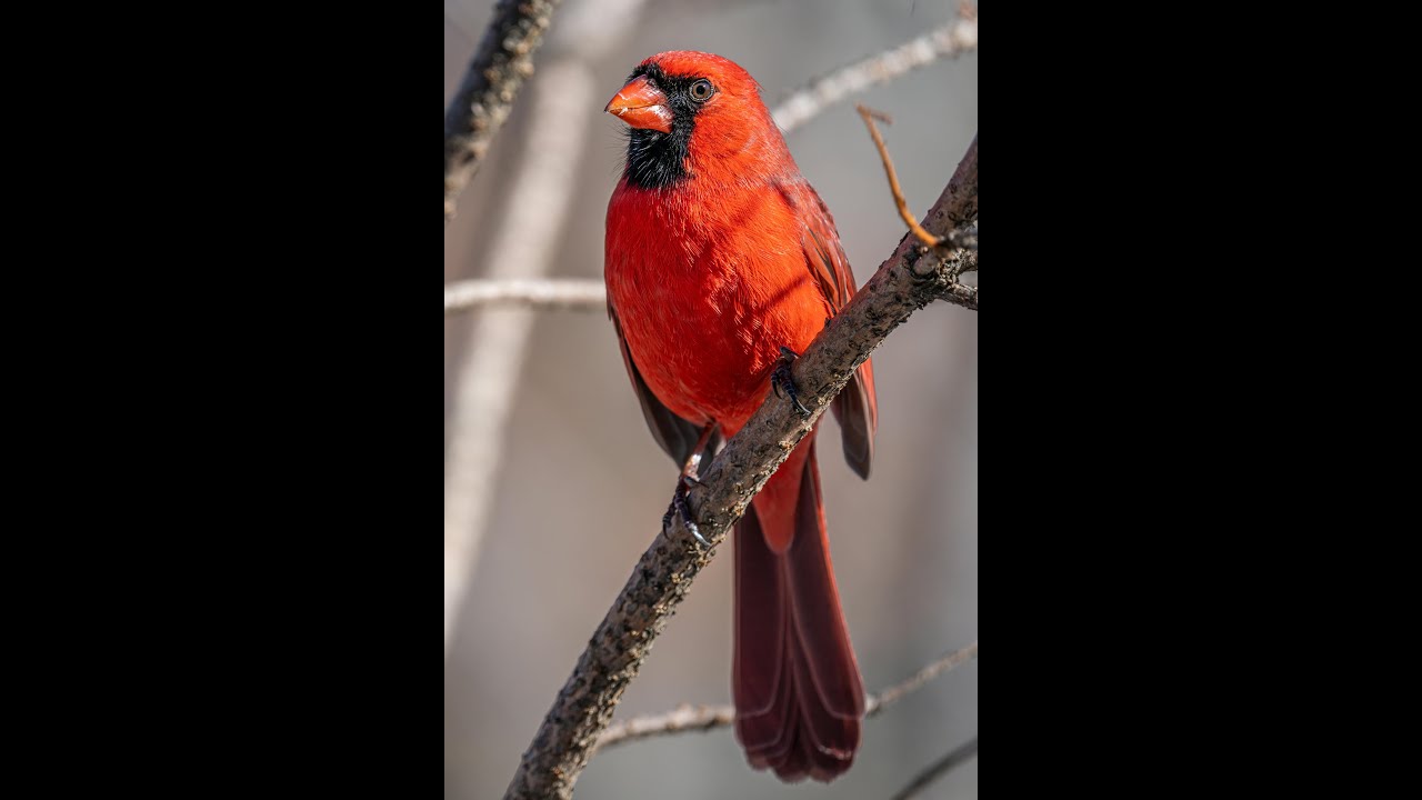 Winter storm 2026 Bird Feeder Cam🐈CATS & 🐕DOGS!  