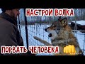 Убийственный Волк настроен порвать Человека. Ожидаем нового питомца в парк, кто он?