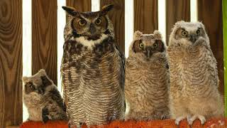 Why do raptors flock together? l Avian Adventures, Episode 8, Season 2