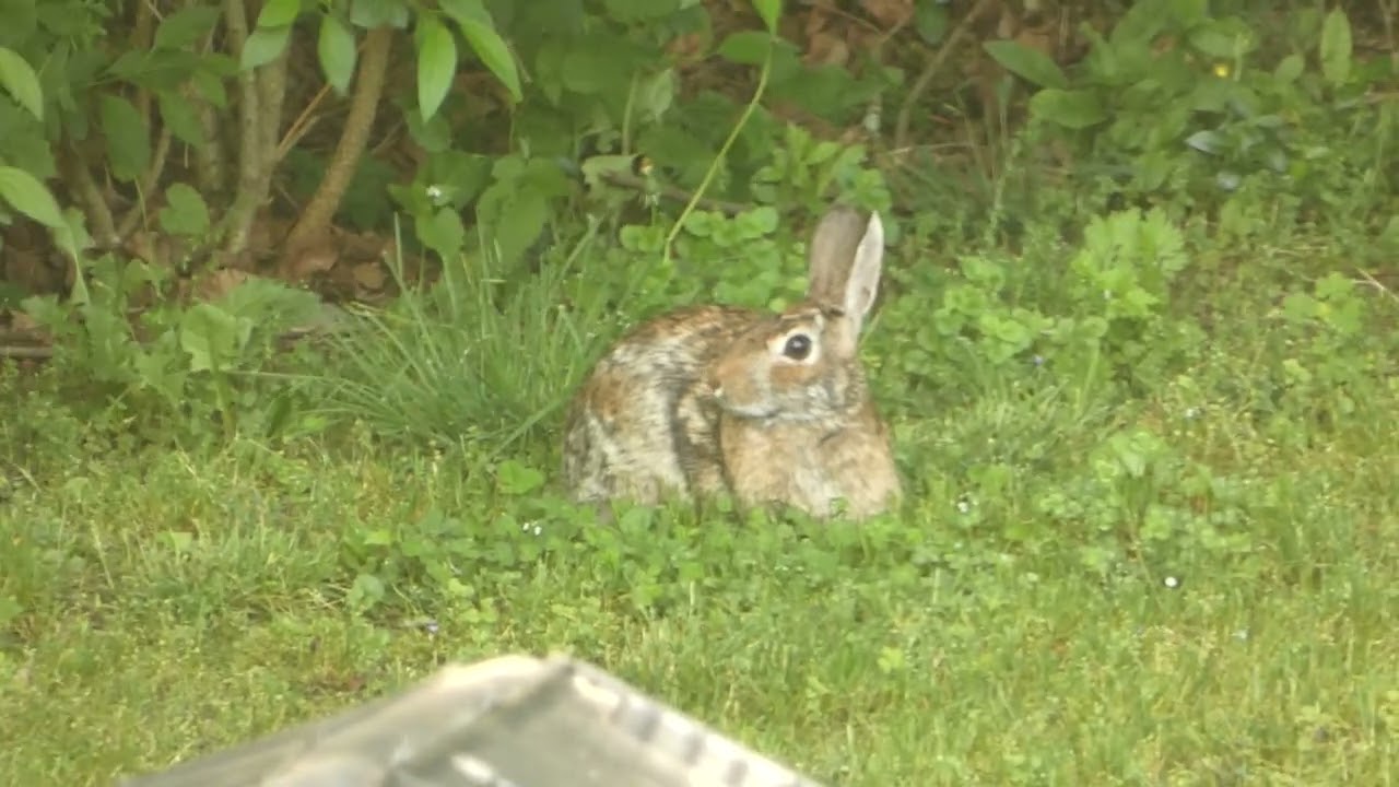 My Backyard - Back Mountain,PA - Rabbit