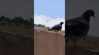 Palomas tomando el sol en el techo #shorts #animales #mascotas #aves #pajaros seres alados