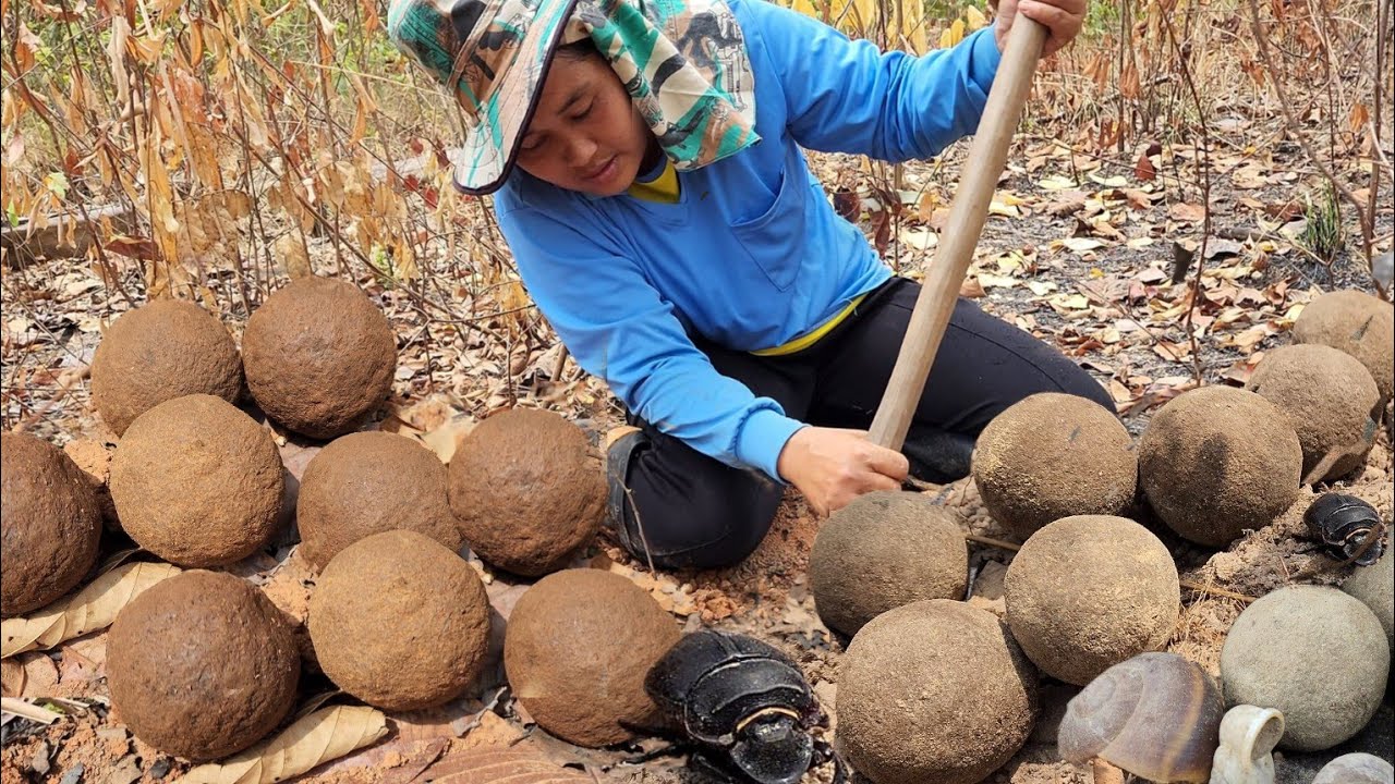 หาของป่าวันนี้!! ได้ของป่าค่อนข้างหายากหลายชนิด!! บางถิ่นแทบไม่มีแล้ว!! มีอะไรบ้าง?13มี.ค2566